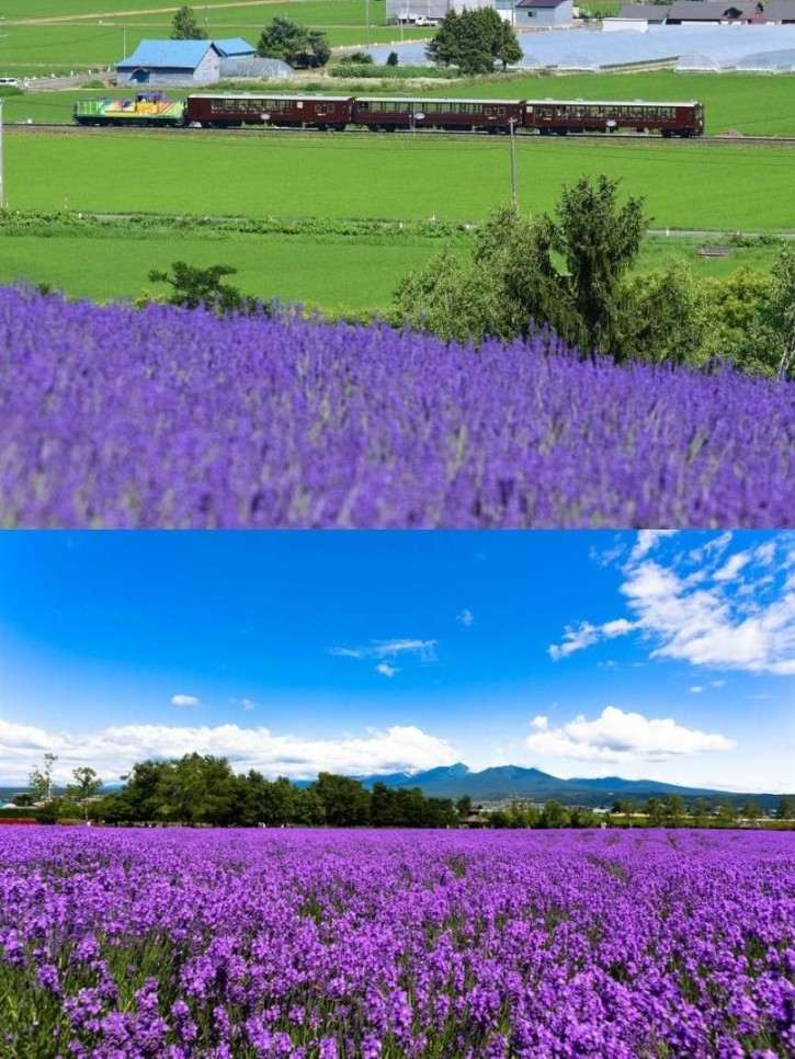 画像: ＜女性限定ひとり旅＞『期間限定「富良野・美瑛ノロッコ号」に乗車！花咲く美瑛と富良野ラベンダー ２日間』｜クラブツーリズム