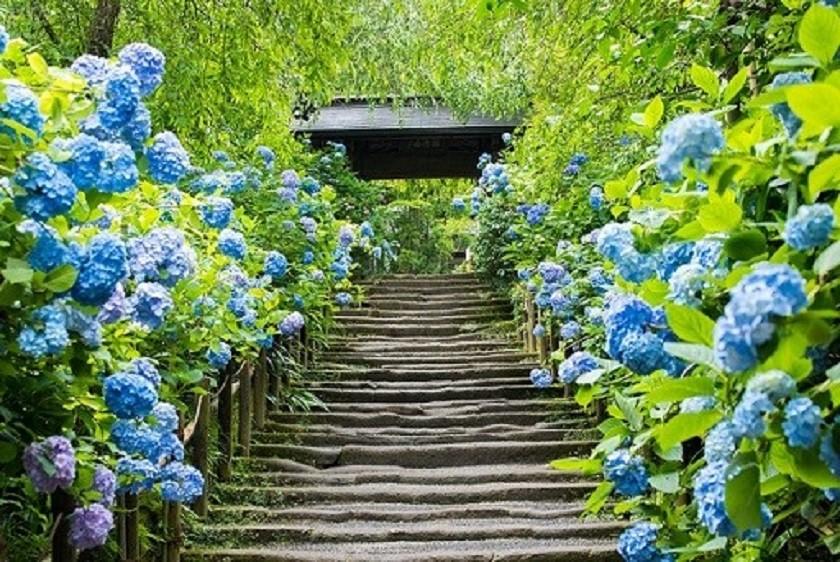 画像: ＜ひとり旅＞『鎌倉の紫陽花名刹　花の寺「長谷寺」と「明月院」のあじさいブルー』【上野・新宿　出発】｜クラブツーリズム