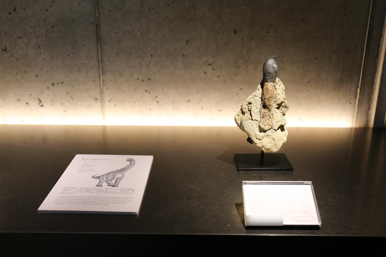 画像4: 実物化石たちは、圧巻のラインナップ！