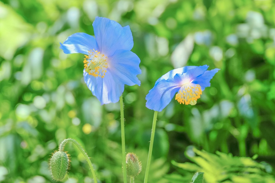 画像: ＜ひとり旅＞『清泉寮で八ヶ岳湧水鱒のソテーのランチ　幻の花「ヒマラヤの青いケシ」特別公開とターシャ・テューダーミュージアム　ジャパン』【新宿　出発】｜クラブツーリズム
