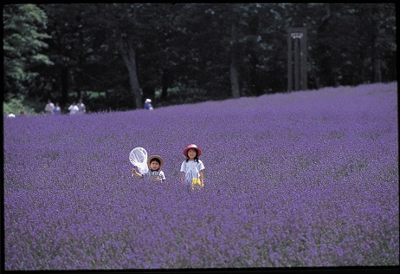画像: ＜女性限定ひとり旅＞『一面紫の絶景！約５万株ラベンダーが咲き誇る癒しの楽園と「Bon Courage」でモダンフレンチ』【新宿　出発】｜クラブツーリズム