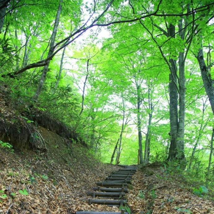画像: <ひとり旅>『秘境・秋田白神の森 岳岱へご案内 世界遺産・白神山地をじっくり堪能する 3日間』<ハイキング初級>|クラブツーリズム