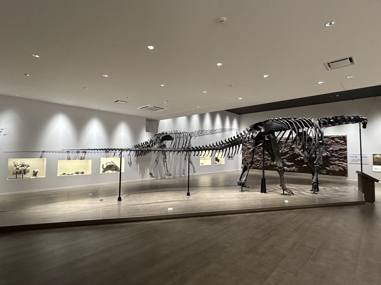 画像1: たんば恐竜博物館にて撮影