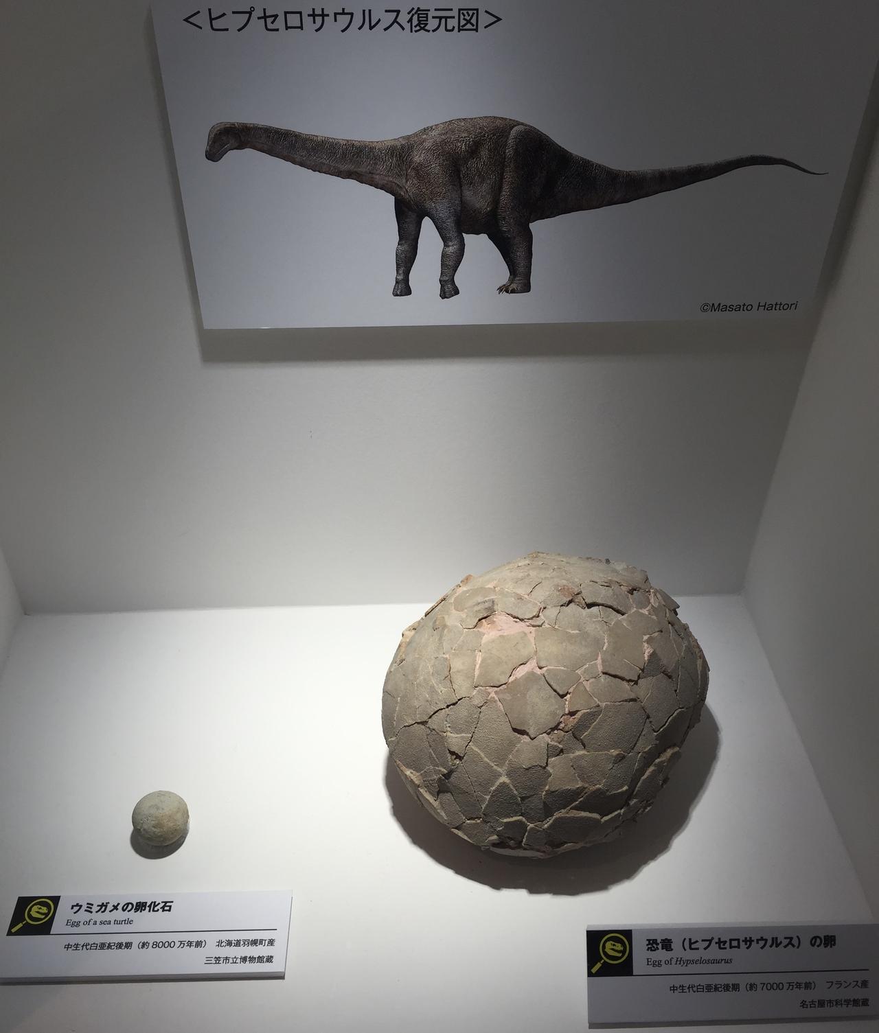 画像: 恐竜化石研究所にて撮影