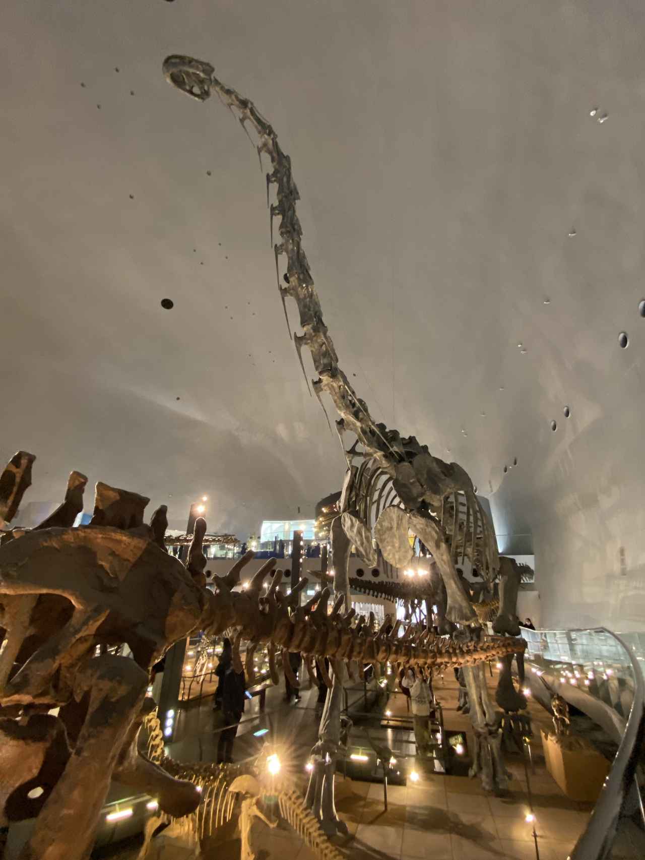 画像: 福井県立恐竜博物館にて撮影