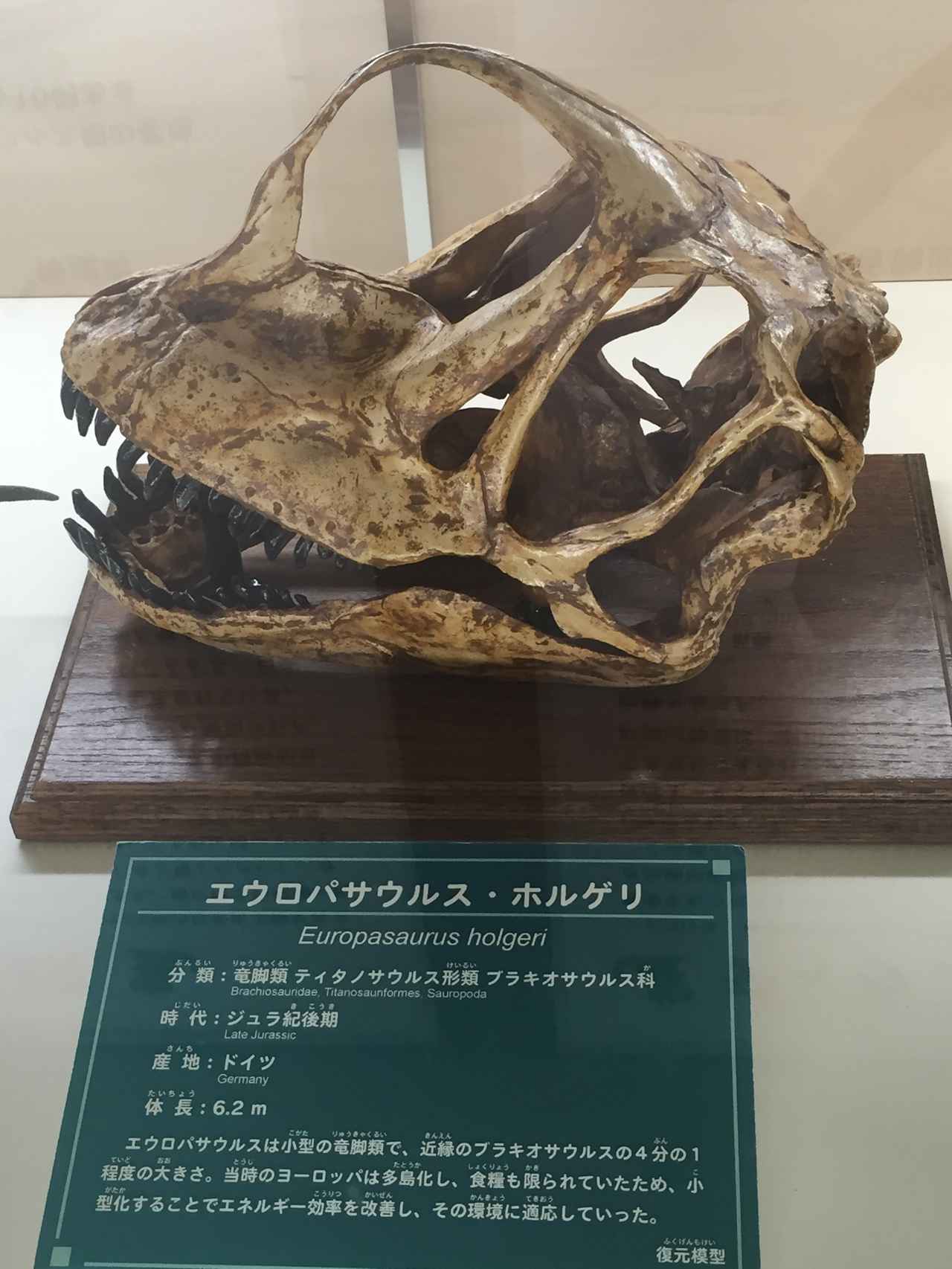 画像: 名前の由来は衛星じゃない!? 島暮らしで小さくなった恐竜「エウロパサウルス」 - singles （シングルス） - “おひとりさま”にフォーカスした情報サイト