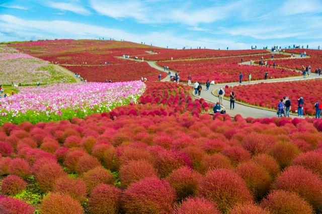 画像: ＜女性限定ひとり旅＞『絶景のパワースポットも！ひたち海浜公園もこもこコキア　茅葺屋根の古民家レストランで絶品イタリアンのランチ』【上野　出発】｜クラブツーリズム