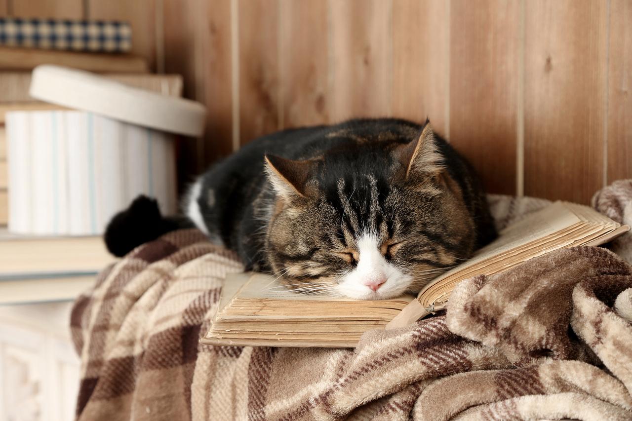 画像: 【2026年2月のブックガイド:番外編】2月22日は猫の日! 一人称が“吾輩”の猫、100万回生きた猫など、猫がメインの本5選 - singles (シングルス) - “おひとりさま”にフォーカスした情報サイト