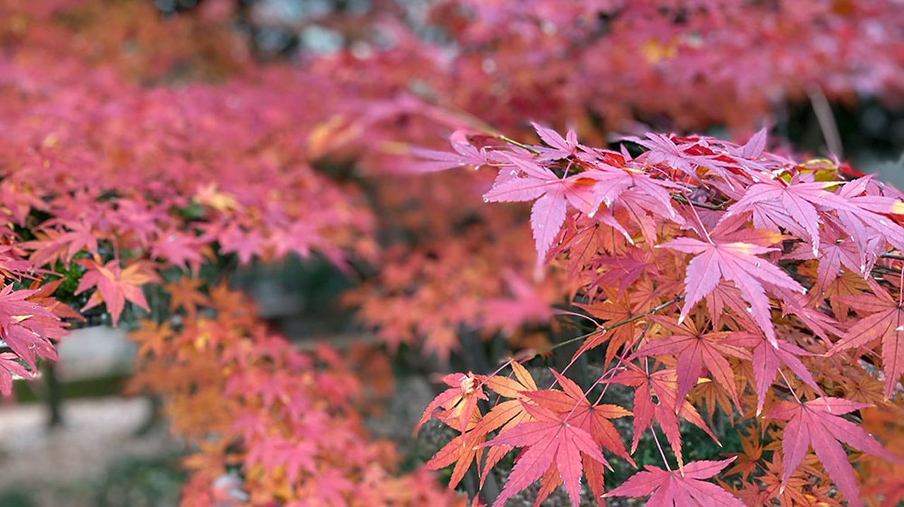 【シーズン】