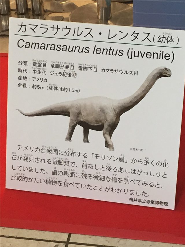 画像1: どんな恐竜がきていたか