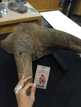 画像: トリケラトプス、触れます!