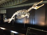画像: モササウルス