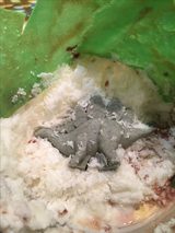 画像: ステゴサウルスはチョコレート