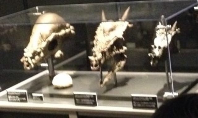 画像: 2014年のヨコハマ恐竜展でのパキケファロサウルス頭骨