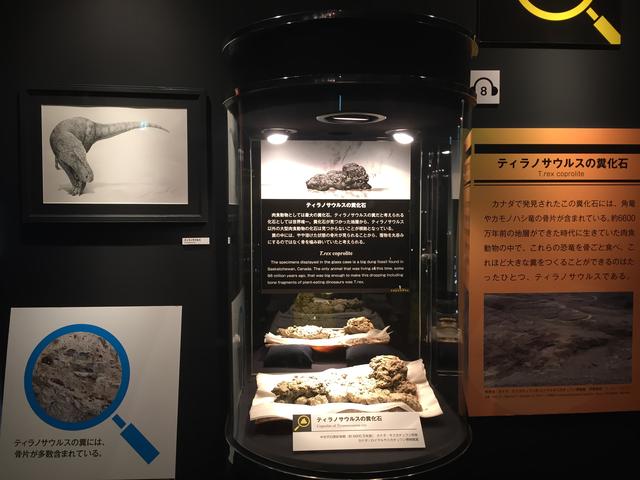 画像: 展示