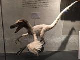 画像: 国立科学博物館のバンビラプトル