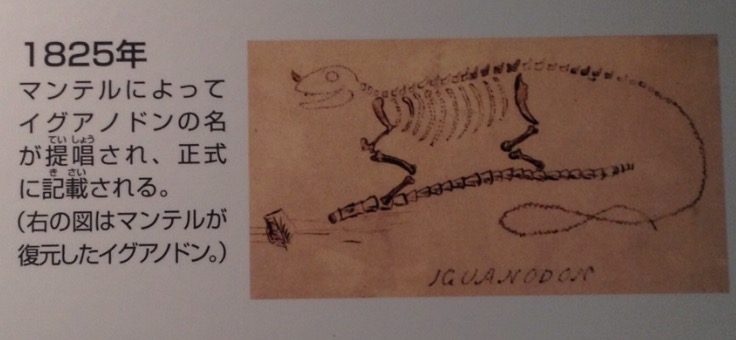 画像: 福井県立恐竜博物館で撮影。