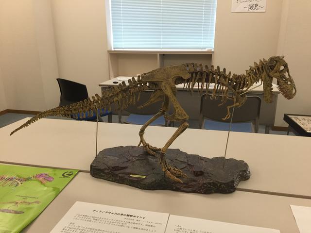 画像: 恐竜展示。普段はしまってあるそうです。