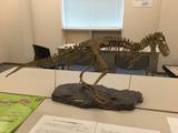 画像: 恐竜展示。普段はしまってあるそうです。