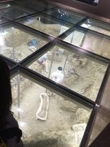 画像1: 群馬県立自然史博物館は面白い要素満載!