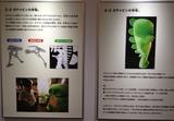 画像: 福井恐竜博物館での特別展、ガチャピンのルーツ展示。