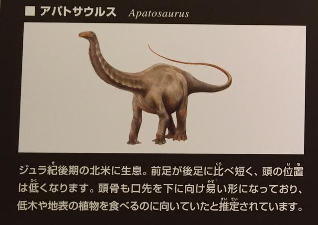 画像: ちーたんの館で紹介されているアパトサウルスの図。