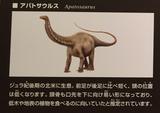 画像: ちーたんの館で紹介されているアパトサウルスの図。