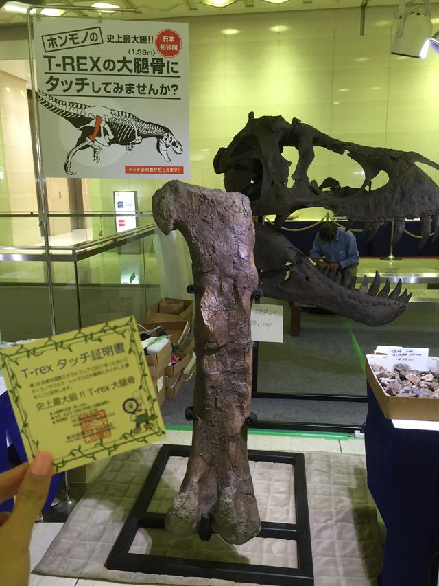画像3: ミネラルフェアで恐竜買いました。買えるんです!