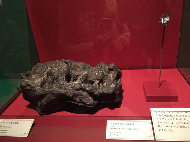 画像: イグアノドン化石