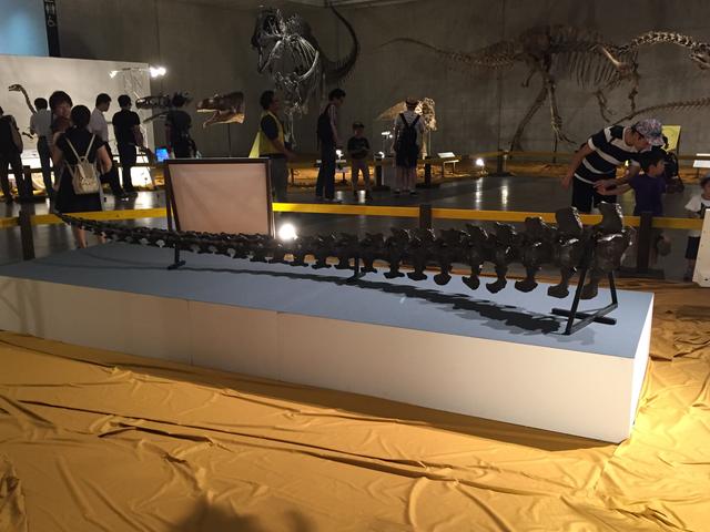 画像: 尻尾
