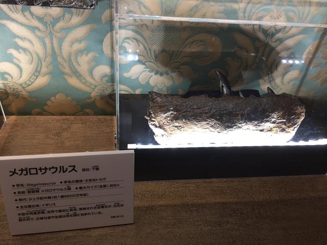 画像: メガロサウルス。所蔵 所十三