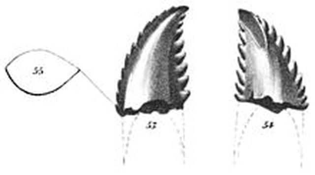 画像: 歯 en.m.wikipedia.org