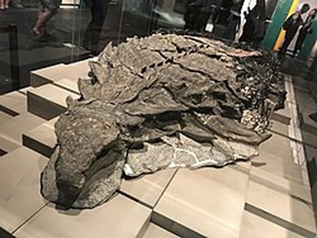 画像: ja.m.wikipedia.org