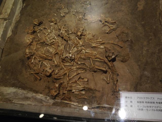 画像: プロトケラトプス