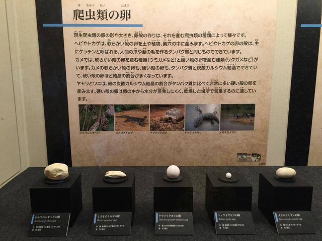 画像3: トロオドンに会える!恐竜の卵展