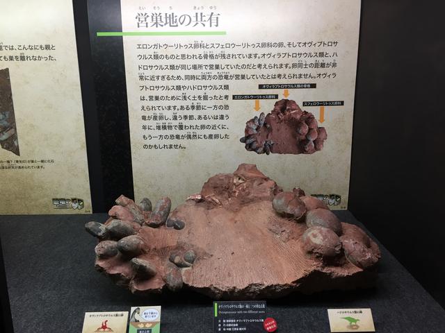 画像4: トロオドンに会える!恐竜の卵展