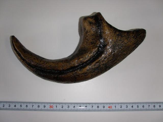 画像: アロサウルスの爪レプリカ www.paleo-science-shop.com