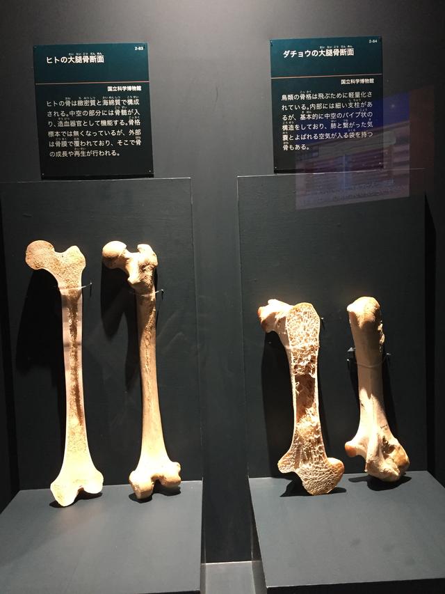 画像: 左はヒトの大腿骨断面