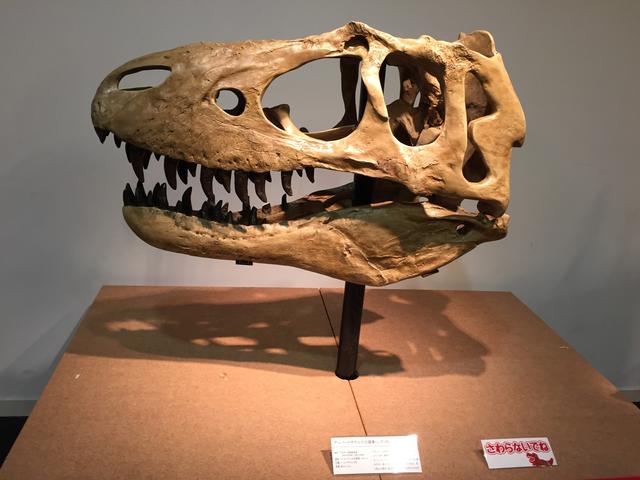 画像: アルバートサウルス頭骨レプリカ