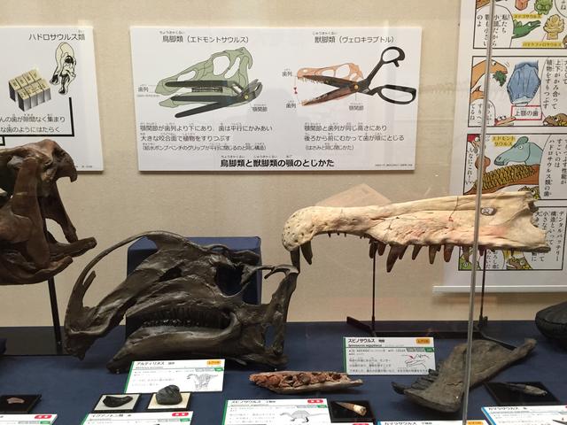 画像3: 恐竜ミュージアム in ちば - 千葉県立中央博物館