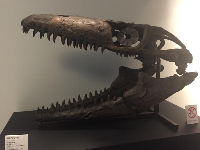 画像: モササウルス