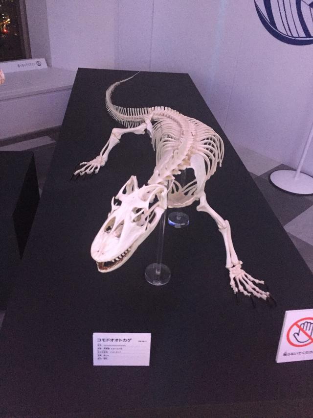 画像: コモドオオトカゲ