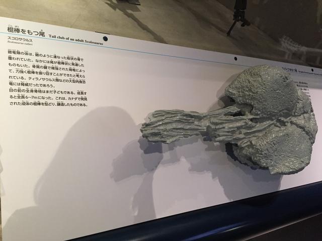 画像: 子どものスコロサウルスのしっぽ