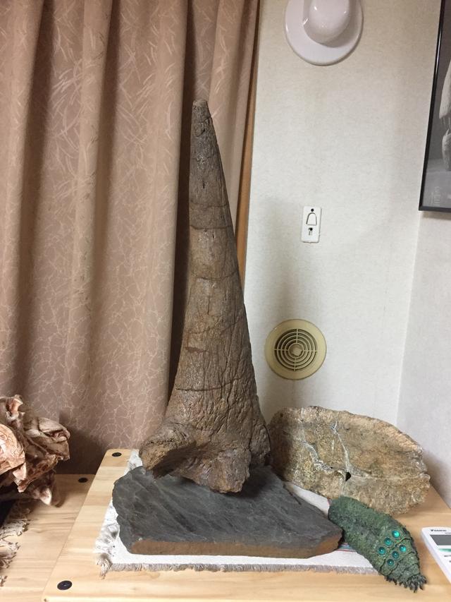 画像10: !?特攻の拓の所さんの約30年で集めた大量すぎる恐竜コレクション