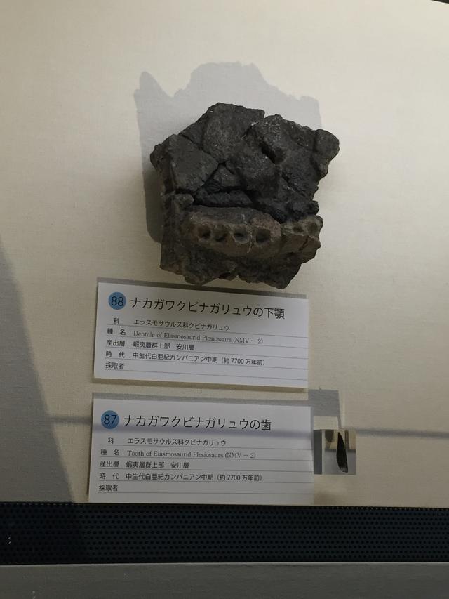 画像6: ナカガワクビナガリュウ