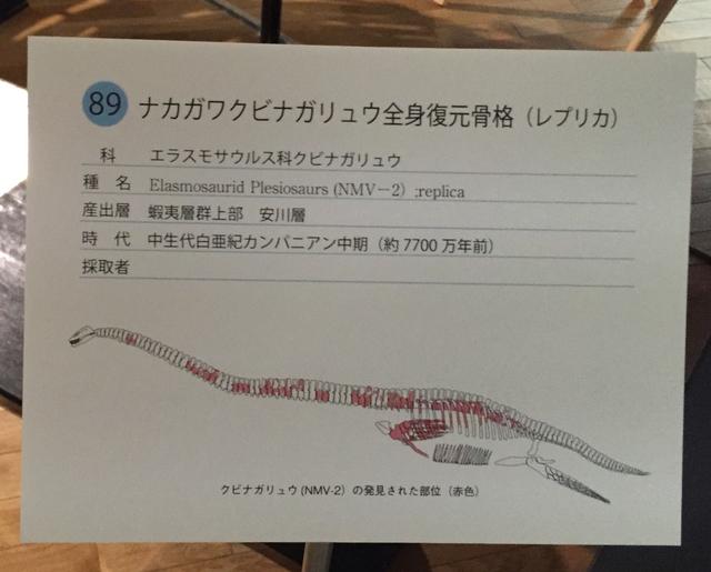 画像4: ナカガワクビナガリュウ