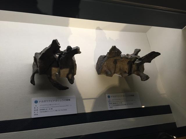 画像7: ナカガワクビナガリュウ