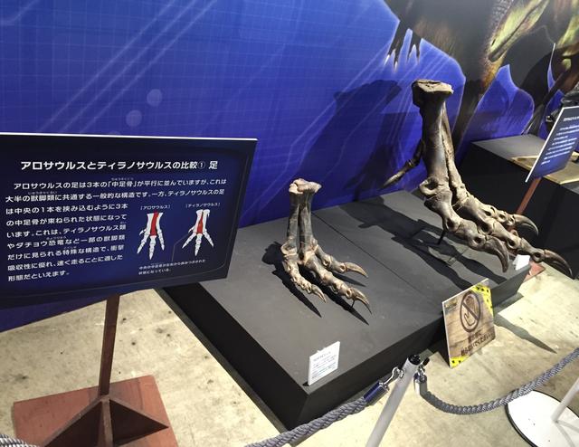 画像8: ティラノサウルスなど足の速い恐竜の中足骨に注目してみよう!アークトメタターサルネイル