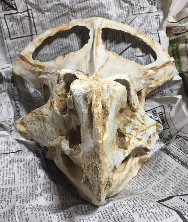 画像: プロトケラトプス