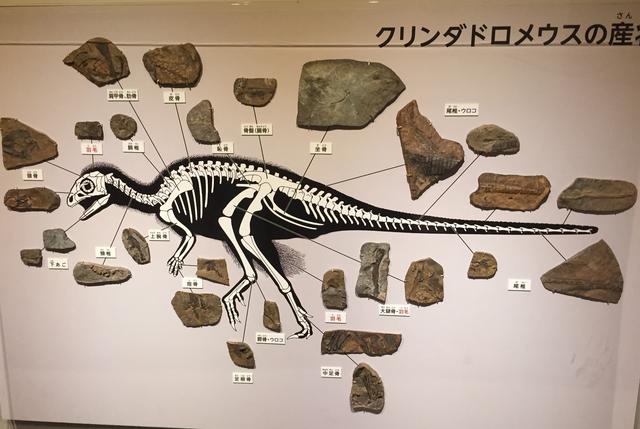 画像2: うろこと羽毛がある鳥盤類クリンダドロメウスの発見で考えられる事